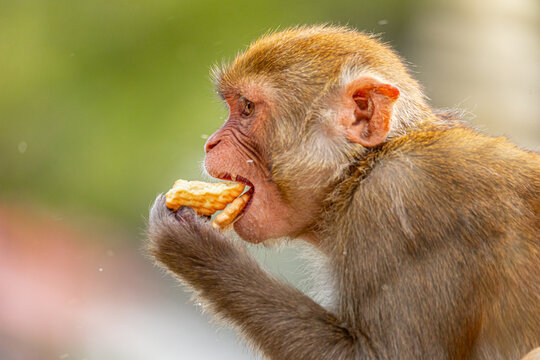Close-up of a Monkey Enjoying a Biscuit at Pashupatinath