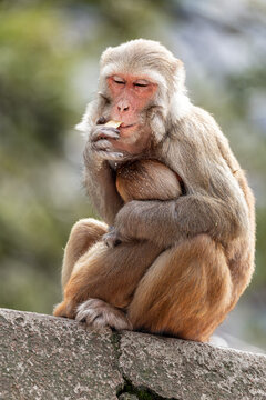Mother monkey enjoys eating biscuit while holding baby close