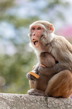 Mother monkey lovingly holds her baby while curiously examining