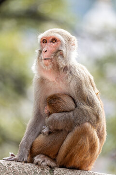 Protective mother monkey gazes calmly while embracing her baby