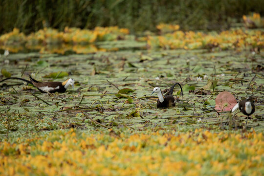 Three Pheasant-tailed Jacanas Foraging on a Lake