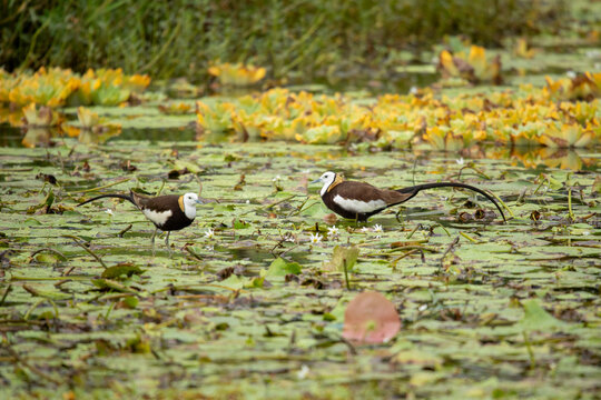 Pair of Pheasant-tailed Jacanas Foraging Along a Lake