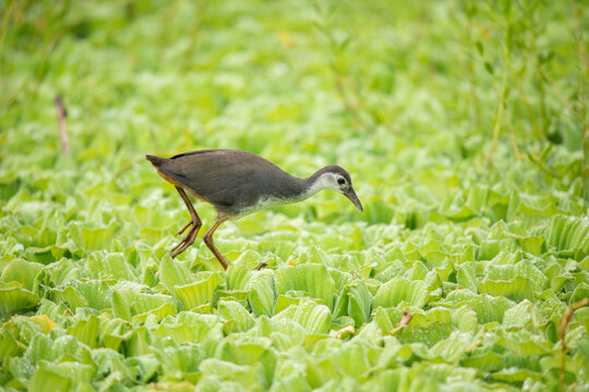 White-breasted Waterhen Walking and Searching for Food in a Lake