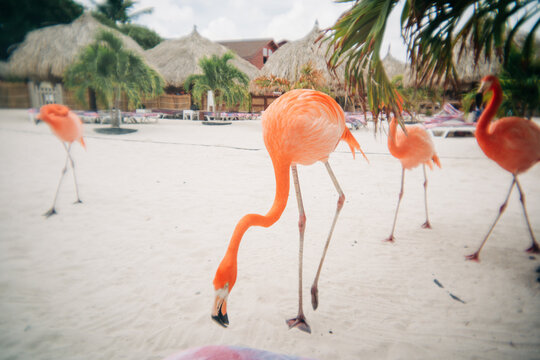 Flamingos walking and feeding on sandy tropical beach