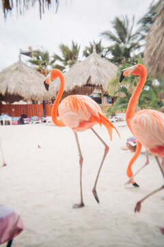 Flamingos walking on sandy beach near tropical resort huts