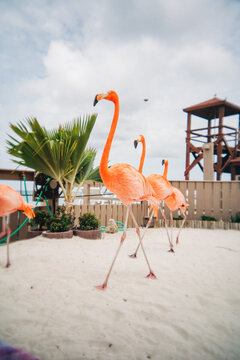 American flamingos walking on white sand at tropical resort