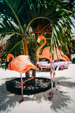 Flamingos standing under tropical palm tree on sandy beach