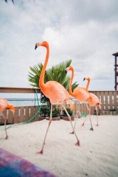 Flamingos walking on sand at caribbean beach
