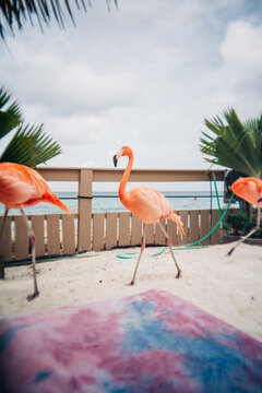 Flamingos walking on sandy beach next to ocean