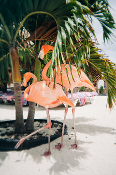 Pink flamingos standing on white sand beach
