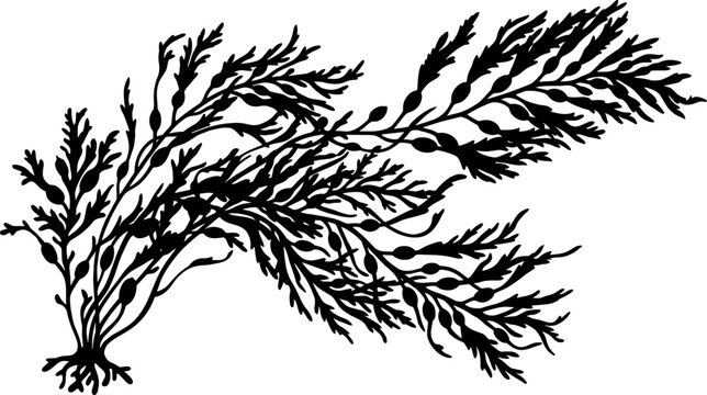 Fucus seaweed silhouette with branching fronds
