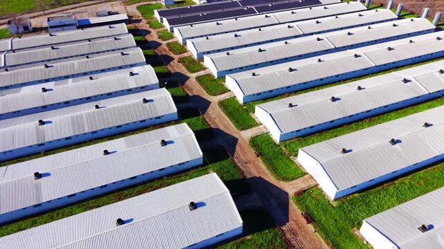 Multiple parallel industrial poultry houses or warehouses with ventilation pipes on roofs. Top down view of long white agricultural sheds.