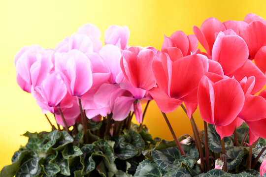 金色バックのピンクのシクラメンの花のアップ
