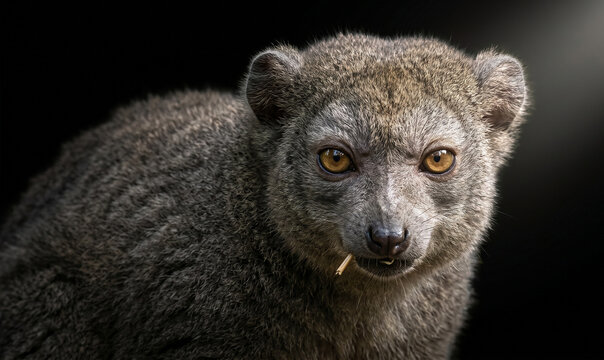Greater bamboo lemur with dark background