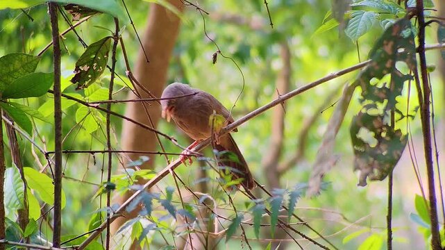 Small tropical bird sitting peacefully on thin tree branch surrounded by green forest leaves during bright natural daylight outdoors