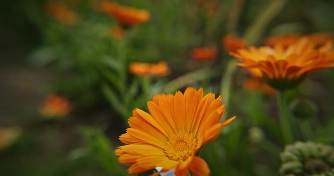 Close-Up of an Orange Flower in a Lush Green Setting