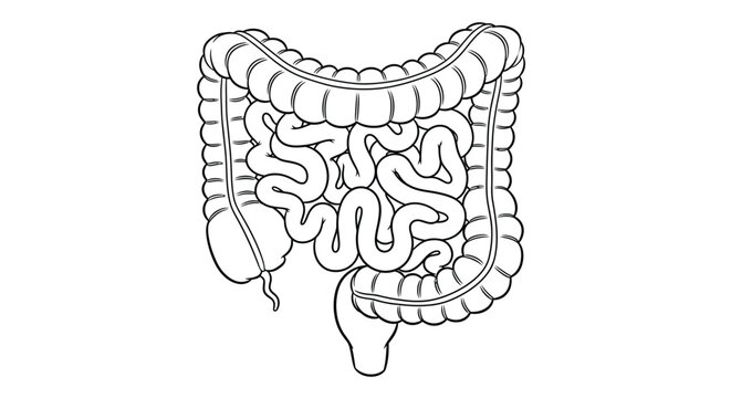 Detailed illustration of the human large intestine showcasing its complex coiled structure in black and white