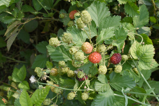 Natural food - fresh unripe blackberries in a garden. Bunch of unripe blackberry fruit, Rubus fruticosus - on branch with green leaves on a farm. Closeup, blurred background. Chakwal, Punjab, Pakistan