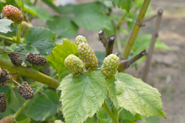 Obraz premium Natural food - fresh unripe blackberries in a garden. Bunch of unripe blackberry fruit, Rubus fruticosus - on branch with green leaves on a farm. Closeup, blurred background. Chakwal, Punjab, Pakistan