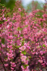 Fototapeta premium Blooming pink almond shrub in a spring garden. Lush floral branches with soft petals and vibrant blossoms creating a romantic nature background. Seasonal growth and botanical beauty.