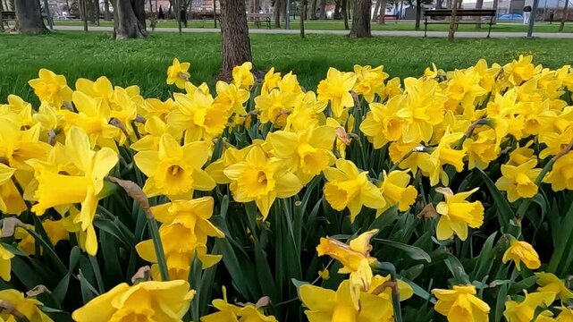Typical Dutch fields of blooming flowers - here, charming Easter daffodils. Natural, joyful background.
