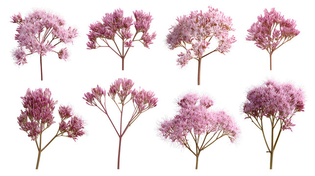 Set of Eupatorium purpureum (commonly known as purple Joe-Pye weed or sweetscented joe pye weed) flowering frontal isolated on a white background background perfectly cutout high resolution 