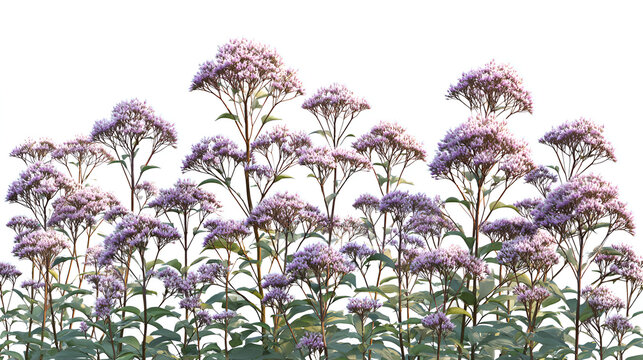 Set of Eupatorium purpureum (commonly known as purple Joe-Pye weed or sweetscented joe pye weed) flowering frontal isolated on a white background background perfectly cutout high resolution