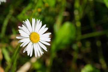 Closeup of a single daisy flower with white petals and yellow center growing in green grass under natural sunlight with delicate texture and vibrant color typical of Bellis perennis in spring meadow © Maxal Tamor
