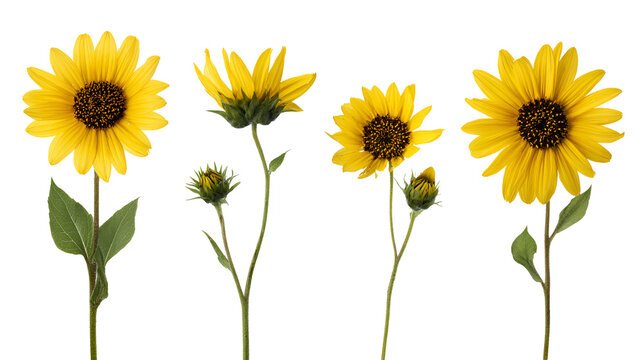 Set of Helianthus microcephalus (or small-headed sunflower) flowering frontal isolated on a white background background perfectly cutout high resolution Stock Illustration