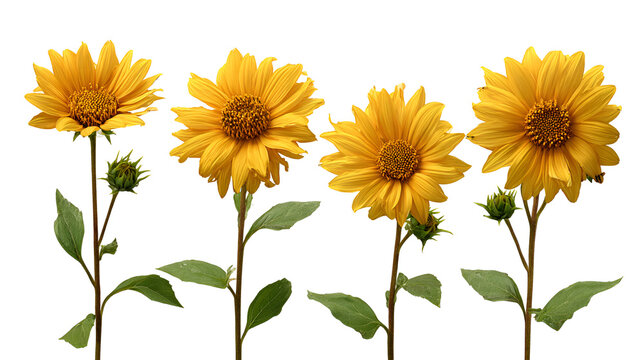 Set of Helianthus microcephalus (or small-headed sunflower) flowering frontal isolated on a white background background perfectly cutout high resolution Stock Illustration