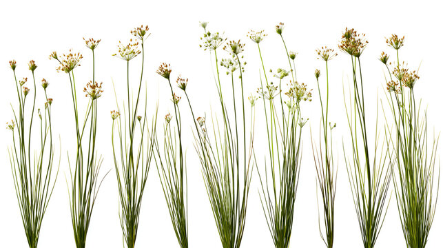 Set of Juncus effusus (common names common rush or soft rush) isolated on a white background background perfectly cutout high resolution Stock Illustration