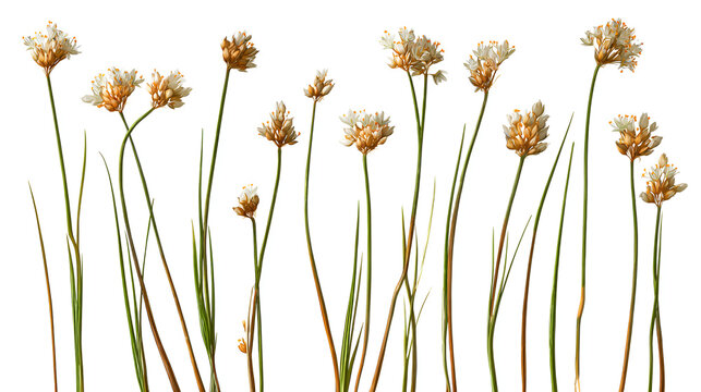 Set of Juncus effusus (common names common rush or soft rush) isolated on a white background background perfectly cutout high resolution Stock Illustration