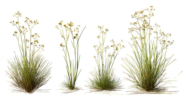 Set of Juncus effusus (common names common rush or soft rush) isolated on a white background background perfectly cutout high resolution Stock Illustration