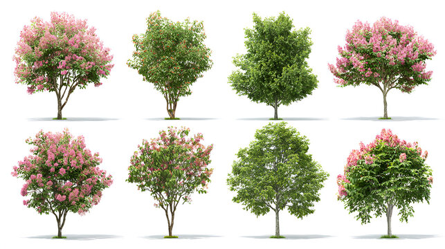 Set of Rhus typhina and Clerodendrum trichotomum blossoming frontal street trees isolated on a white background background perfectly cutout Stock Illustration