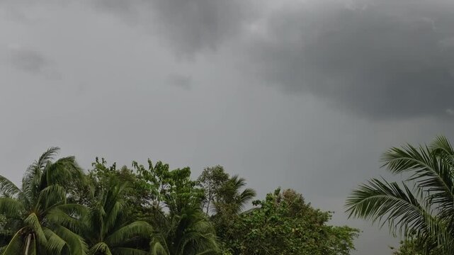 Short clip of lightning flashing in dark overcast sky over tropical trees. Real-time stormy weather footage