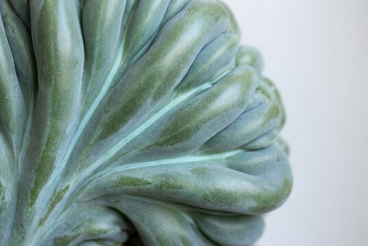 Wavy Succulent Macro Texture in Glaucous Green