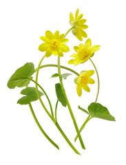 Fototapeta premium spring yellow lesser celandine flowers isolated on transparent background. Ficaria verna