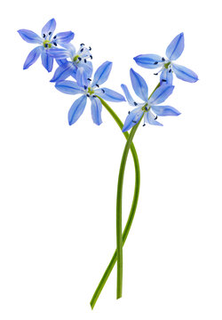 Close up of blue scilla flowers isolated on transparent background, scilla siberica