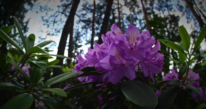 Close-up of Purple Rhododendron Blooms Amid Lush Greens