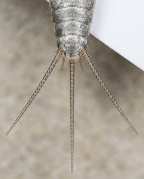 Macro of silverfish posterior showing three long caudal filaments