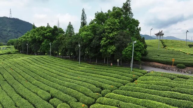 Longjing tea garden terraces with lush greenery and traditional pavilion in Hangzhou