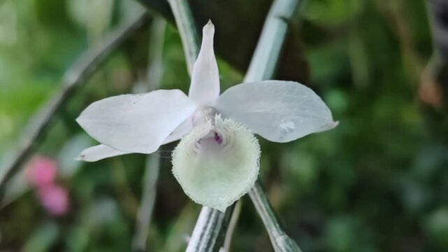 Pink orchid (Dendrobium aphyllum) in the garden
