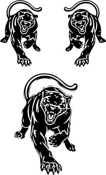 Beautiful black panther illustrations on white background