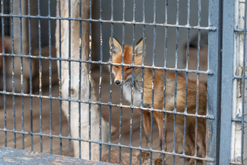 Fox behind bars. Captive red fox surrounded by weathered fencing and muted lighting. Trapped red fox behind aged metal bars with cautious gaze and somber atmosphere © beholdereye