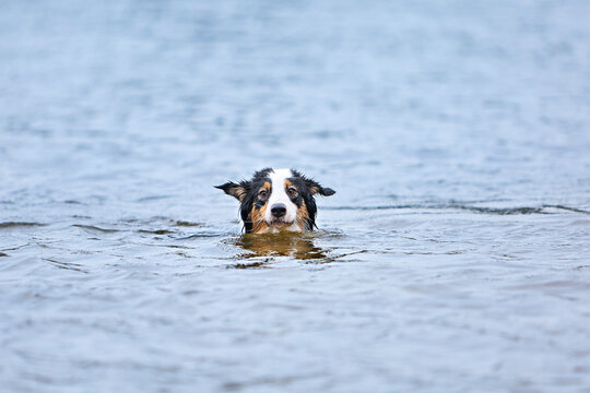 Australian Shepherd Aussie swimming in lake water. Only head visible, ears spread, looking at camera. Summer pet activity, outdoor travel lifestyle, natural behavior, water ripples, ripples.
