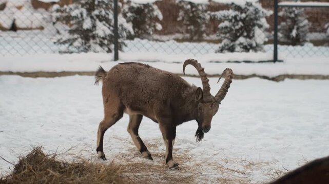 Snowy enclosure brown ibex feeding hay, rooting through bale and flicking curved horns while stepping across compacted snow. Muted winter light, chain link fence and distant pines create subdued