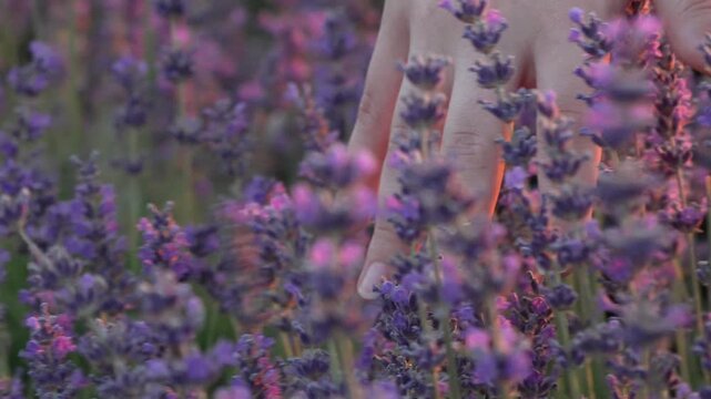 Lavender field, hand, flowers. A female hand gently caresses the beautiful purple blossoms in a serene evening glow.