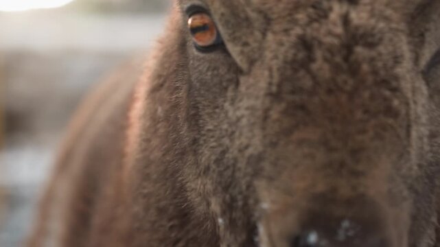 Snowy ibex fenced enclosure curious brown nibbling hay, frosty whiskers and textured horns dusted with snow, wire fence foreground, rustic yard background, soft winter light, closeup snout and muzzle