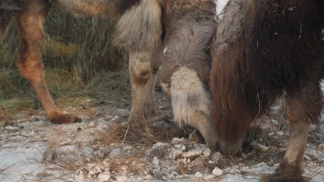 Closeup camel muzzle feeding in mud and slush, hooves and whiskers dusted with snow, gritty texture of wet ground and scattered hay, foraging action shows biting and chewing, survival mood in cold
