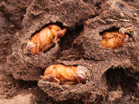 Rhinoceros beetle pupae (Oryctes nasicornis) resting inside their natural underground earthen cocoons. Commonly found in tropical compost or decaying wood